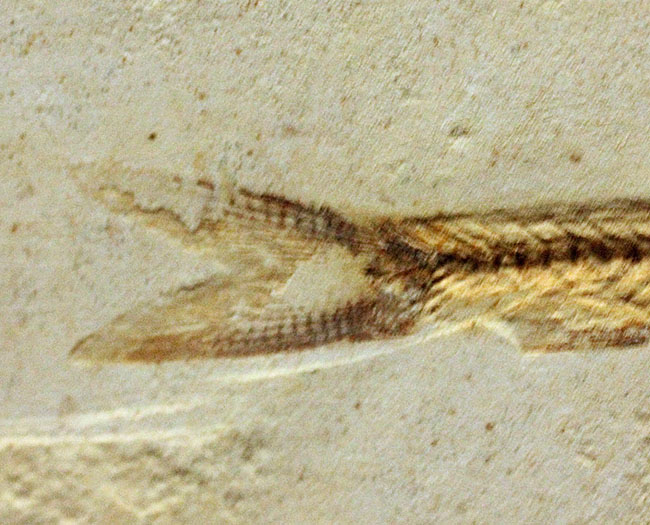 全景がクッキリ保存!白亜紀の絶滅魚化石、ダスティルベ(Dastilbe)(その5)