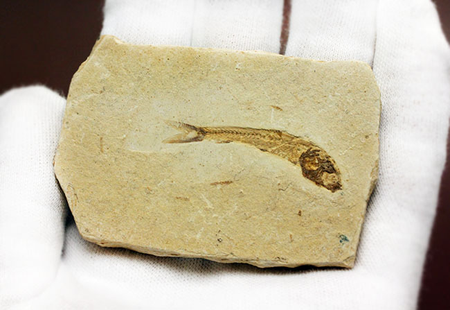 全景がクッキリ保存！白亜紀の絶滅魚化石、ダスティルベ(Dastilbe)（その6）