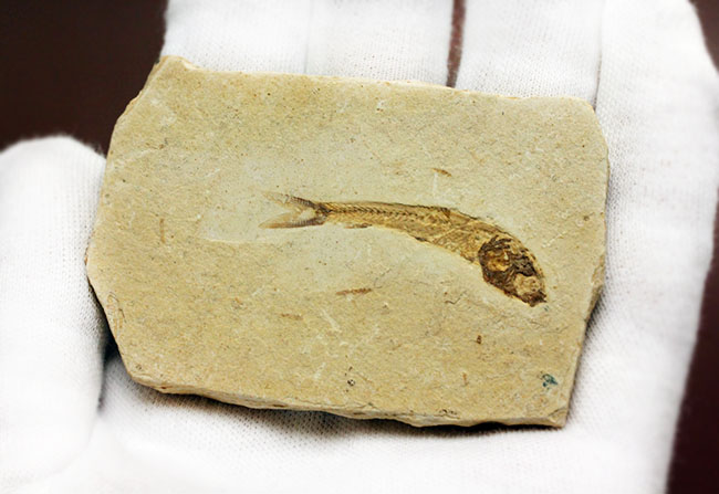 全景がクッキリ保存!白亜紀の絶滅魚化石、ダスティルベ(Dastilbe)(その6)