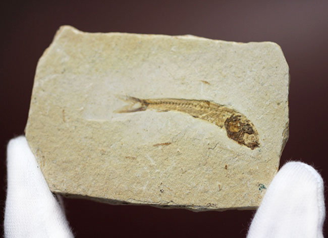 全景がクッキリ保存!白亜紀の絶滅魚化石、ダスティルベ(Dastilbe)(その8)