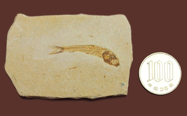 全景がクッキリ保存！白亜紀の絶滅魚化石、ダスティルベ(Dastilbe)（その9）