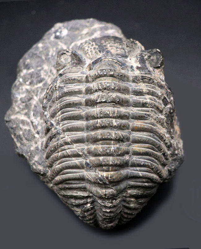 カーブ計測１２８ミリに達する、ビッグなファコプス目の三葉虫、ドロトプス・メガロマニクス（Drotops megalomanicus）の化石（その1）
