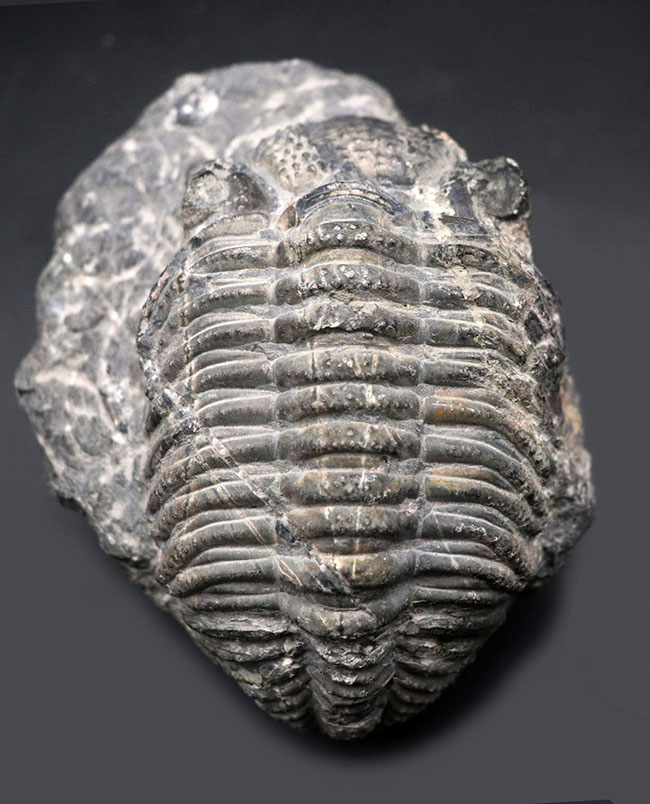カーブ計測128ミリに達する、ビッグなファコプス目の三葉虫、ドロトプス・メガロマニクス(Drotops megalomanicus)の化石(その1)