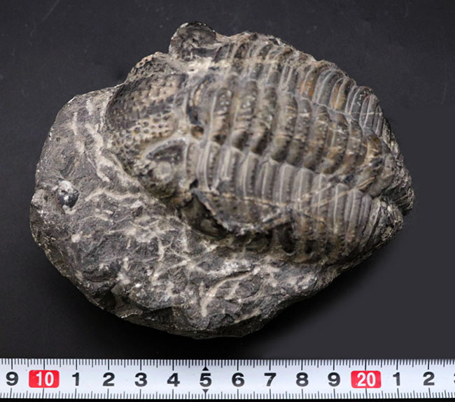 カーブ計測128ミリに達する、ビッグなファコプス目の三葉虫、ドロトプス・メガロマニクス(Drotops megalomanicus)の化石(その10)