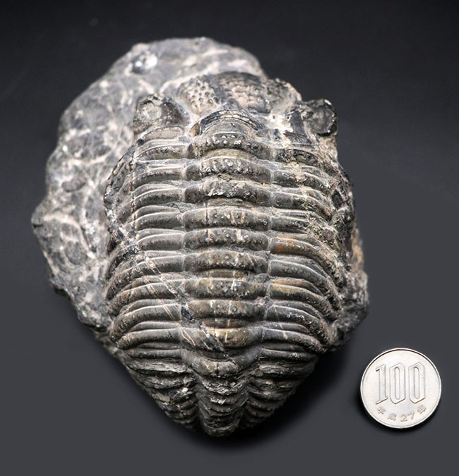 カーブ計測１２８ミリに達する、ビッグなファコプス目の三葉虫、ドロトプス・メガロマニクス（Drotops megalomanicus）の化石（その11）