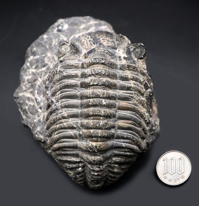 カーブ計測128ミリに達する、ビッグなファコプス目の三葉虫、ドロトプス・メガロマニクス(Drotops megalomanicus)の化石(その11)