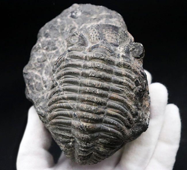 カーブ計測128ミリに達する、ビッグなファコプス目の三葉虫、ドロトプス・メガロマニクス(Drotops megalomanicus)の化石(その2)