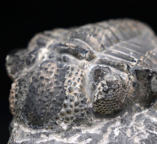 カーブ計測128ミリに達する、ビッグなファコプス目の三葉虫、ドロトプス・メガロマニクス(Drotops megalomanicus)の化石(その3)
