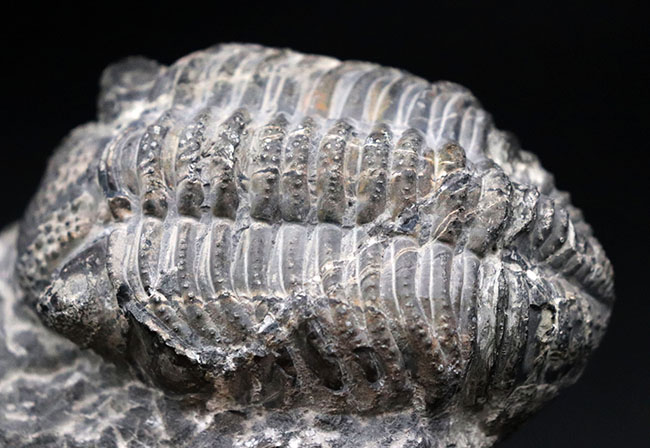 カーブ計測１２８ミリに達する、ビッグなファコプス目の三葉虫、ドロトプス・メガロマニクス（Drotops megalomanicus）の化石（その4）