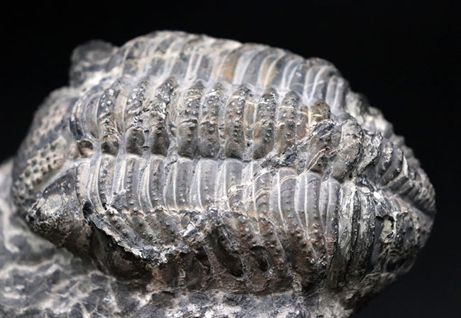 カーブ計測128ミリに達する、ビッグなファコプス目の三葉虫、ドロトプス・メガロマニクス(Drotops megalomanicus)の化石(その4)