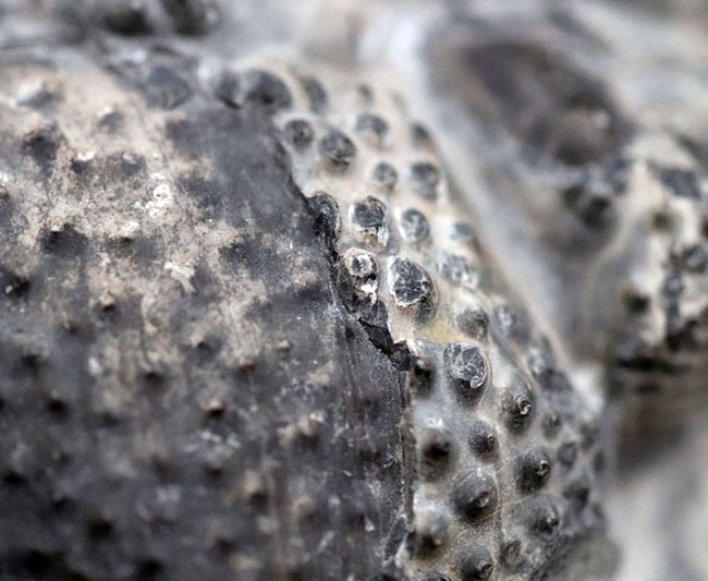 カーブ計測128ミリに達する、ビッグなファコプス目の三葉虫、ドロトプス・メガロマニクス(Drotops megalomanicus)の化石(その6)