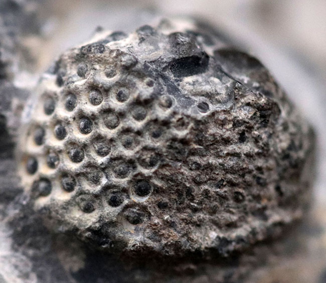 カーブ計測128ミリに達する、ビッグなファコプス目の三葉虫、ドロトプス・メガロマニクス(Drotops megalomanicus)の化石(その7)
