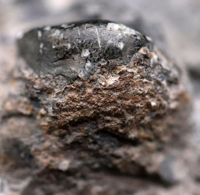 カーブ計測１２８ミリに達する、ビッグなファコプス目の三葉虫、ドロトプス・メガロマニクス（Drotops megalomanicus）の化石（その8）