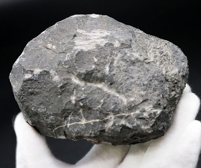 カーブ計測128ミリに達する、ビッグなファコプス目の三葉虫、ドロトプス・メガロマニクス(Drotops megalomanicus)の化石(その9)