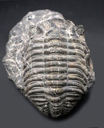 カーブ計測１２８ミリに達する、ビッグなファコプス目の三葉虫、ドロトプス・メガロマニクス（Drotops megalomanicus）の化石