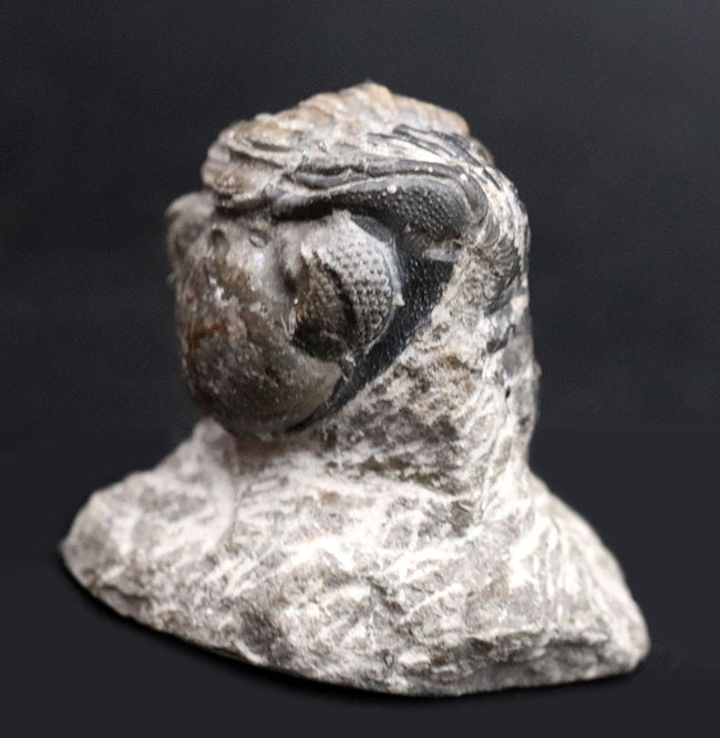 母岩と一体型、ナチュラル！古生代デボン紀の三葉虫、リードプス（Reedops）の半防御姿勢を取った化石（その1）