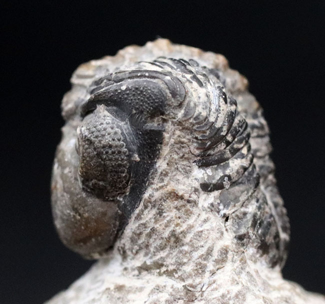 母岩と一体型、ナチュラル！古生代デボン紀の三葉虫、リードプス（Reedops）の半防御姿勢を取った化石（その2）