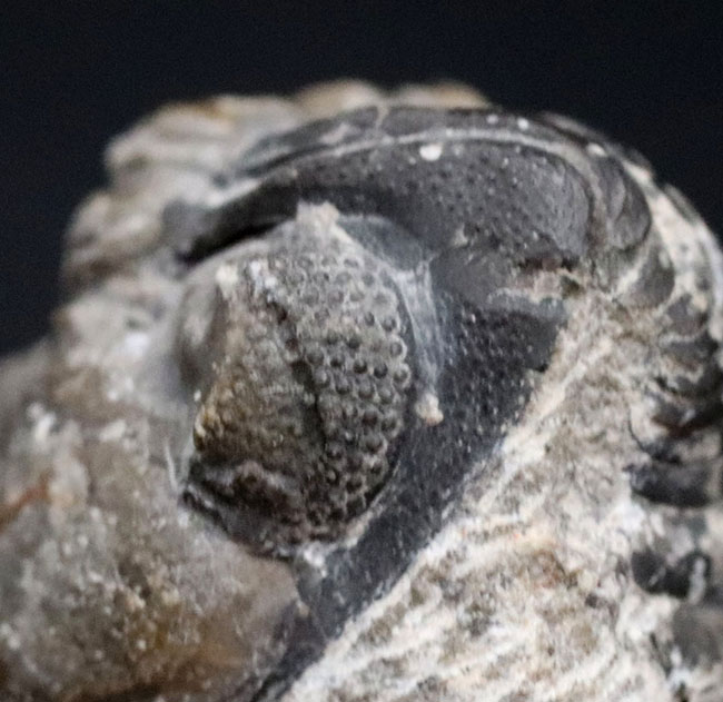 母岩と一体型、ナチュラル！古生代デボン紀の三葉虫、リードプス（Reedops）の半防御姿勢を取った化石（その3）