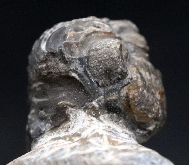 母岩と一体型、ナチュラル！古生代デボン紀の三葉虫、リードプス（Reedops）の半防御姿勢を取った化石（その4）