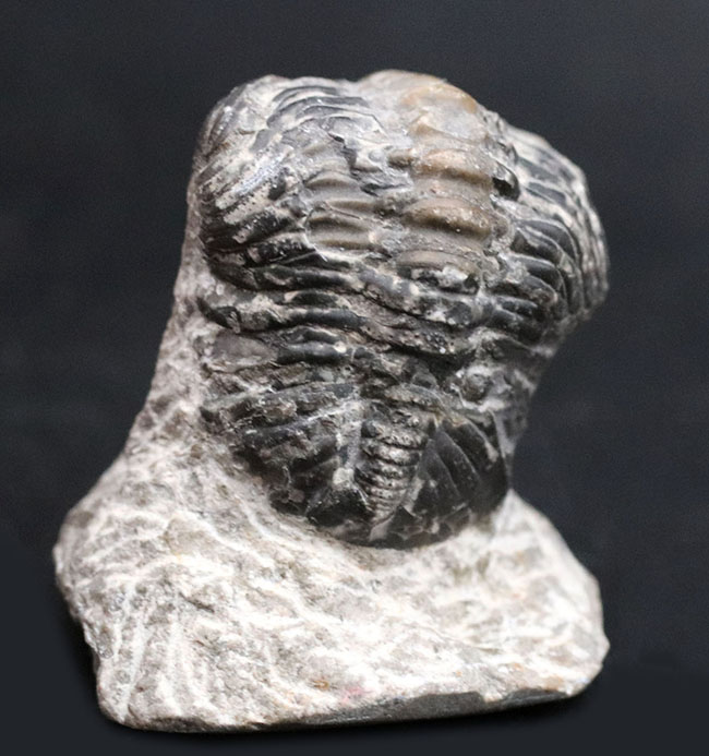 母岩と一体型、ナチュラル！古生代デボン紀の三葉虫、リードプス（Reedops）の半防御姿勢を取った化石（その5）