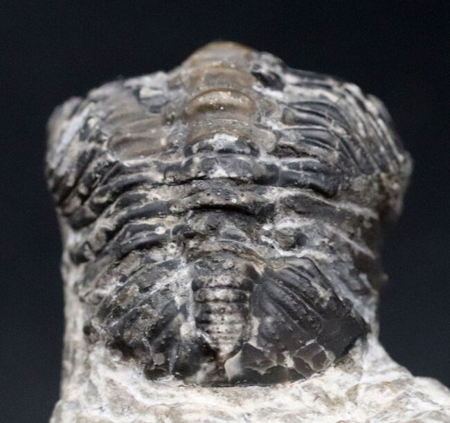 母岩と一体型、ナチュラル！古生代デボン紀の三葉虫、リードプス（Reedops）の半防御姿勢を取った化石（その6）