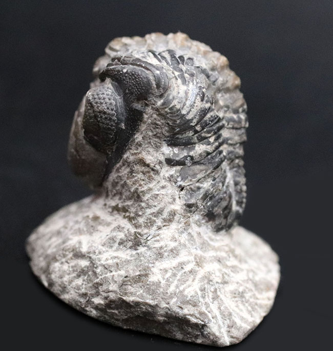 母岩と一体型、ナチュラル！古生代デボン紀の三葉虫、リードプス（Reedops）の半防御姿勢を取った化石（その7）