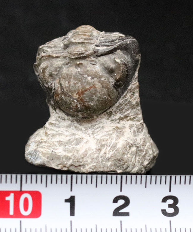 母岩と一体型、ナチュラル！古生代デボン紀の三葉虫、リードプス（Reedops）の半防御姿勢を取った化石（その8）