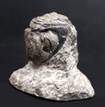 母岩と一体型、ナチュラル！古生代デボン紀の三葉虫、リードプス（Reedops）の半防御姿勢を取った化石