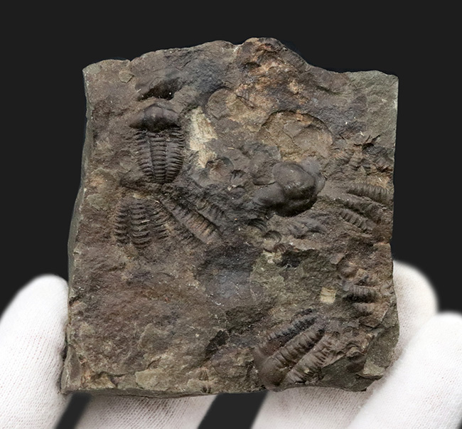 チェコ共和国インツェ産、限られた地域でしか発見、採集されない珍しい三葉虫、エリプソセファルス・ホッフィ（Ellipsocephalus hoffi）の群集化石（その1）