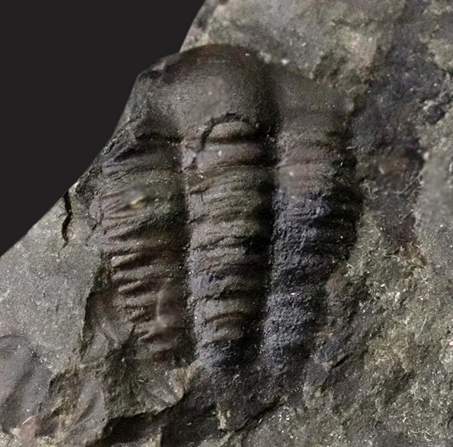 チェコ共和国インツェ産、限られた地域でしか発見、採集されない珍しい三葉虫、エリプソセファルス・ホッフィ（Ellipsocephalus hoffi）の群集化石（その2）