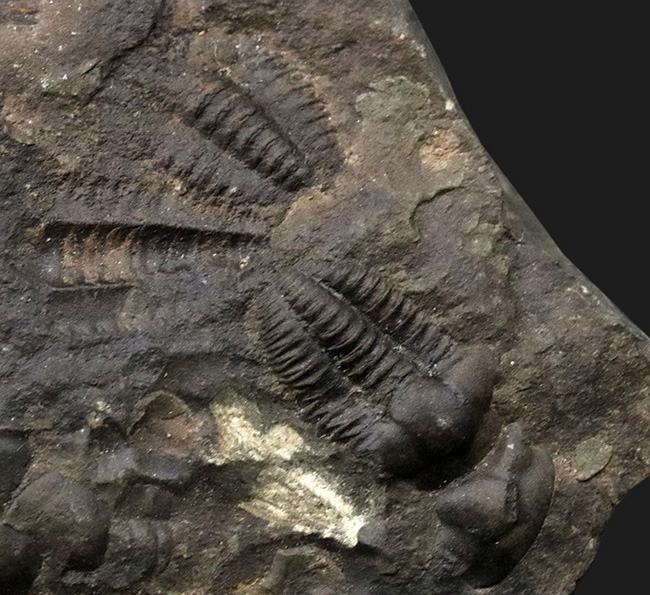 チェコ共和国インツェ産、限られた地域でしか発見、採集されない珍しい三葉虫、エリプソセファルス・ホッフィ（Ellipsocephalus hoffi）の群集化石（その3）