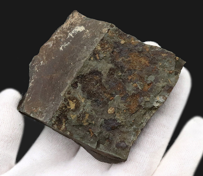 チェコ共和国インツェ産、限られた地域でしか発見、採集されない珍しい三葉虫、エリプソセファルス・ホッフィ(Ellipsocephalus hoffi)の群集化石(その4)