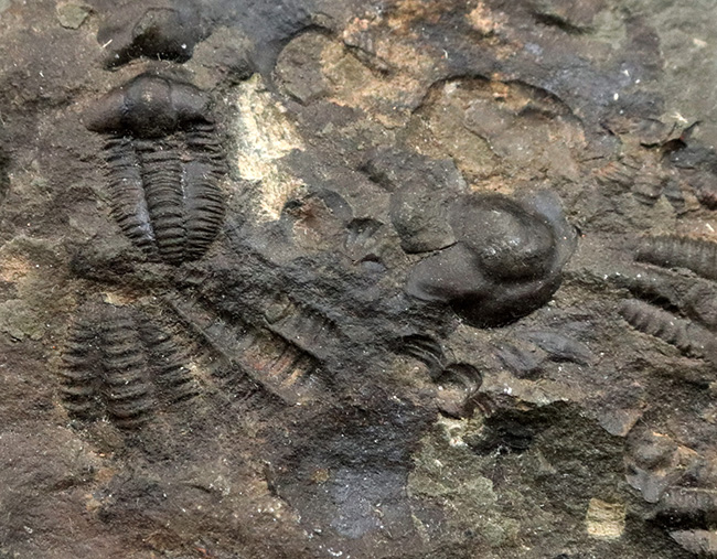 チェコ共和国インツェ産、限られた地域でしか発見、採集されない珍しい三葉虫、エリプソセファルス・ホッフィ（Ellipsocephalus hoffi）の群集化石（その5）