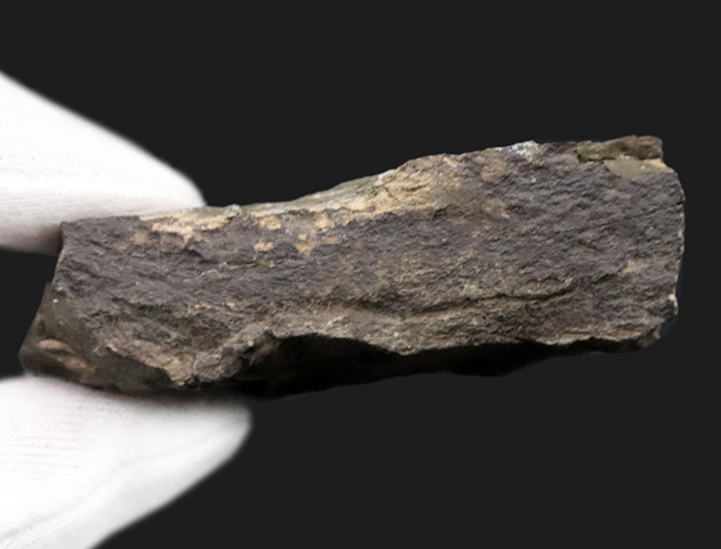チェコ共和国インツェ産、限られた地域でしか発見、採集されない珍しい三葉虫、エリプソセファルス・ホッフィ（Ellipsocephalus hoffi）の群集化石（その6）