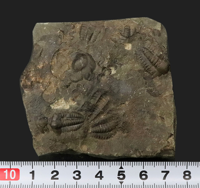 チェコ共和国インツェ産、限られた地域でしか発見、採集されない珍しい三葉虫、エリプソセファルス・ホッフィ（Ellipsocephalus hoffi）の群集化石（その7）