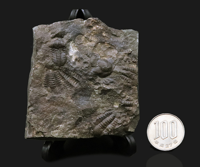 チェコ共和国インツェ産、限られた地域でしか発見、採集されない珍しい三葉虫、エリプソセファルス・ホッフィ（Ellipsocephalus hoffi）の群集化石（その8）