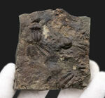 チェコ共和国インツェ産、限られた地域でしか発見、採集されない珍しい三葉虫、エリプソセファルス・ホッフィ（Ellipsocephalus hoffi）の群集化石