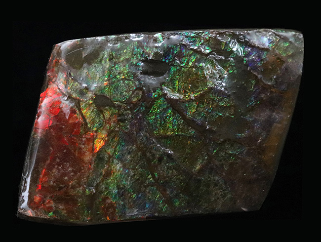 カナダ・アルバータの大地の恵み!赤と緑のハーモニーが見事なアンモライト(Ammolite)の原石(その1)