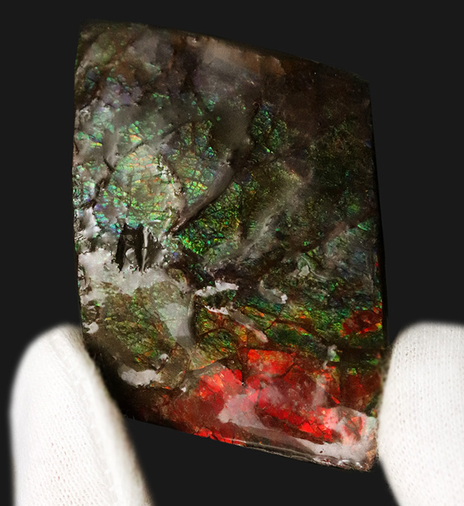 カナダ・アルバータの大地の恵み!赤と緑のハーモニーが見事なアンモライト(Ammolite)の原石(その2)