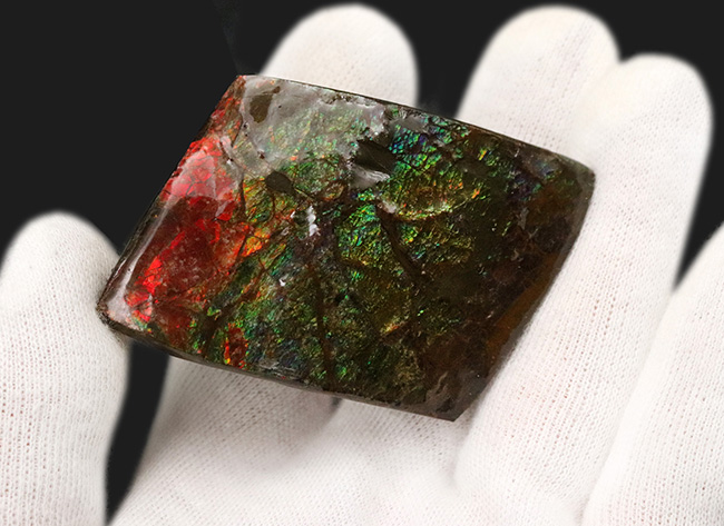 カナダ・アルバータの大地の恵み!赤と緑のハーモニーが見事なアンモライト(Ammolite)の原石(その3)