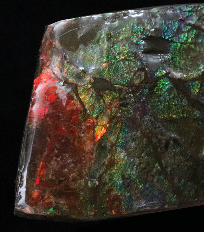 カナダ・アルバータの大地の恵み!赤と緑のハーモニーが見事なアンモライト(Ammolite)の原石(その4)