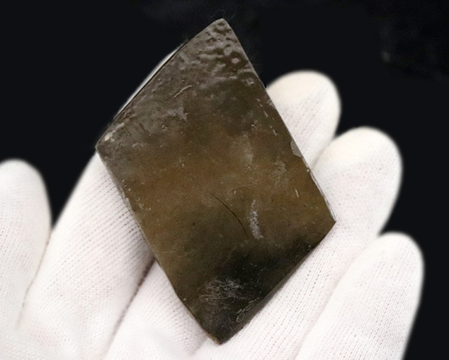 カナダ・アルバータの大地の恵み!赤と緑のハーモニーが見事なアンモライト(Ammolite)の原石(その6)