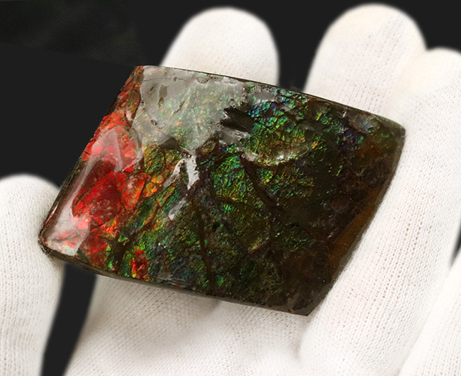 カナダ・アルバータの大地の恵み!赤と緑のハーモニーが見事なアンモライト(Ammolite)の原石(その7)