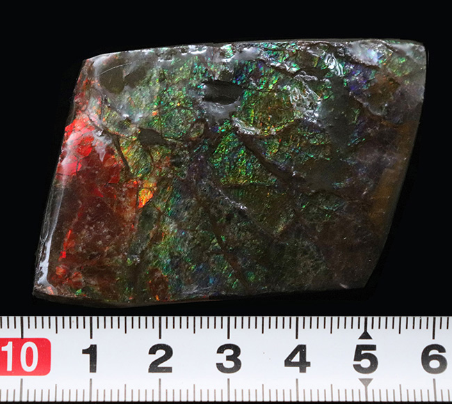 カナダ・アルバータの大地の恵み!赤と緑のハーモニーが見事なアンモライト(Ammolite)の原石(その8)