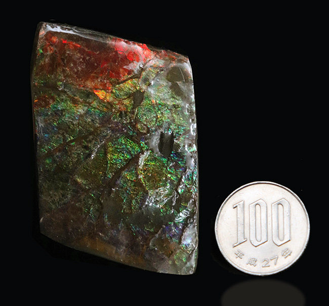カナダ・アルバータの大地の恵み!赤と緑のハーモニーが見事なアンモライト(Ammolite)の原石(その9)