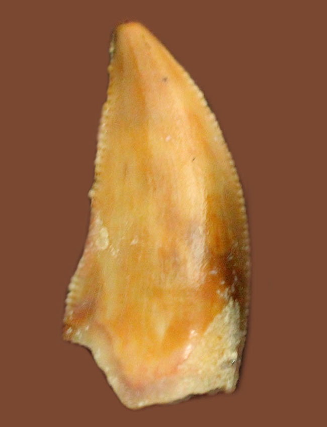 三角州を走る恐竜こと、アフリカの肉食恐竜デルタドロメウスの歯化石(Deltadromeus agilis)。専用展示ケース付き。(その1)