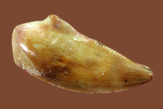 三角州を走る恐竜こと、アフリカの肉食恐竜デルタドロメウスの歯化石(Deltadromeus agilis)。専用展示ケース付き。(その2)