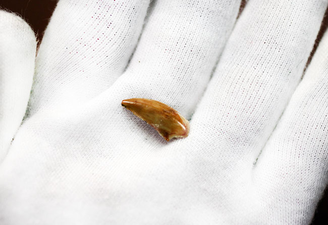 三角州を走る恐竜こと、アフリカの肉食恐竜デルタドロメウスの歯化石(Deltadromeus agilis)。専用展示ケース付き。(その3)