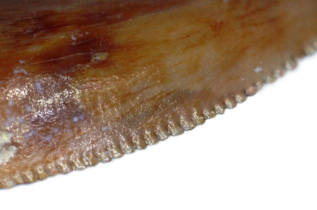 三角州を走る恐竜こと、アフリカの肉食恐竜デルタドロメウスの歯化石(Deltadromeus agilis)。専用展示ケース付き。(その4)