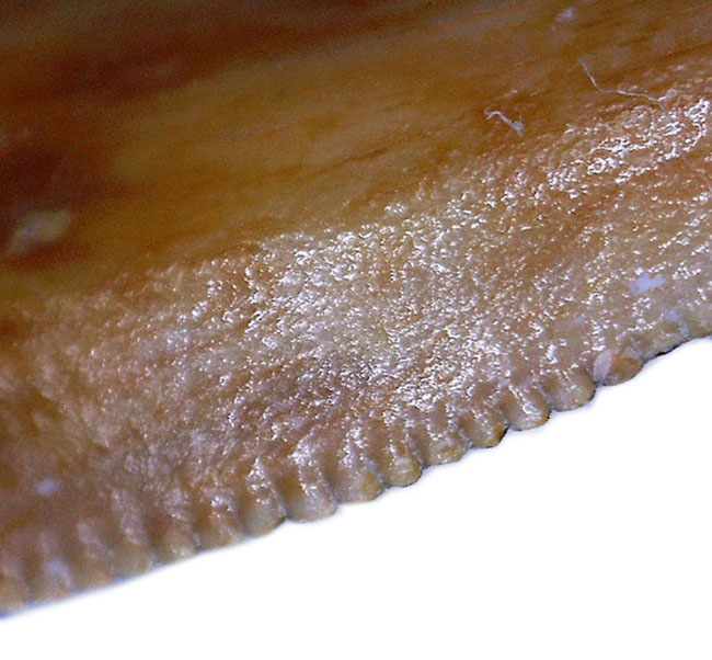 三角州を走る恐竜こと、アフリカの肉食恐竜デルタドロメウスの歯化石(Deltadromeus agilis)。専用展示ケース付き。(その5)